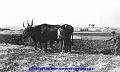 Vecchia Trapani 031 - Bonagia anno 1910